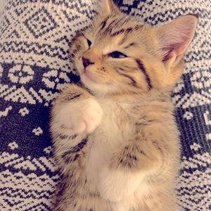 Everything with a 💛 is 3 for 25$